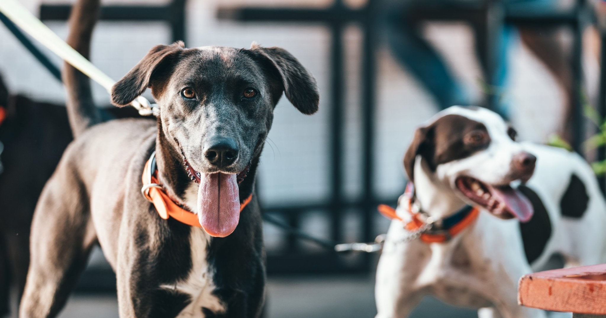 For Dogs - The Barking Mutt