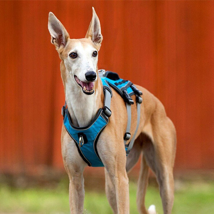 AdventureHarness™ Outdoor WaterResistant Dog Harness The Barking Mutt