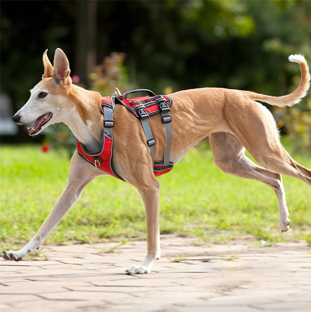 AdventureHarness™ - Outdoor Water-Resistant Dog Harness - The Barking Mutt
