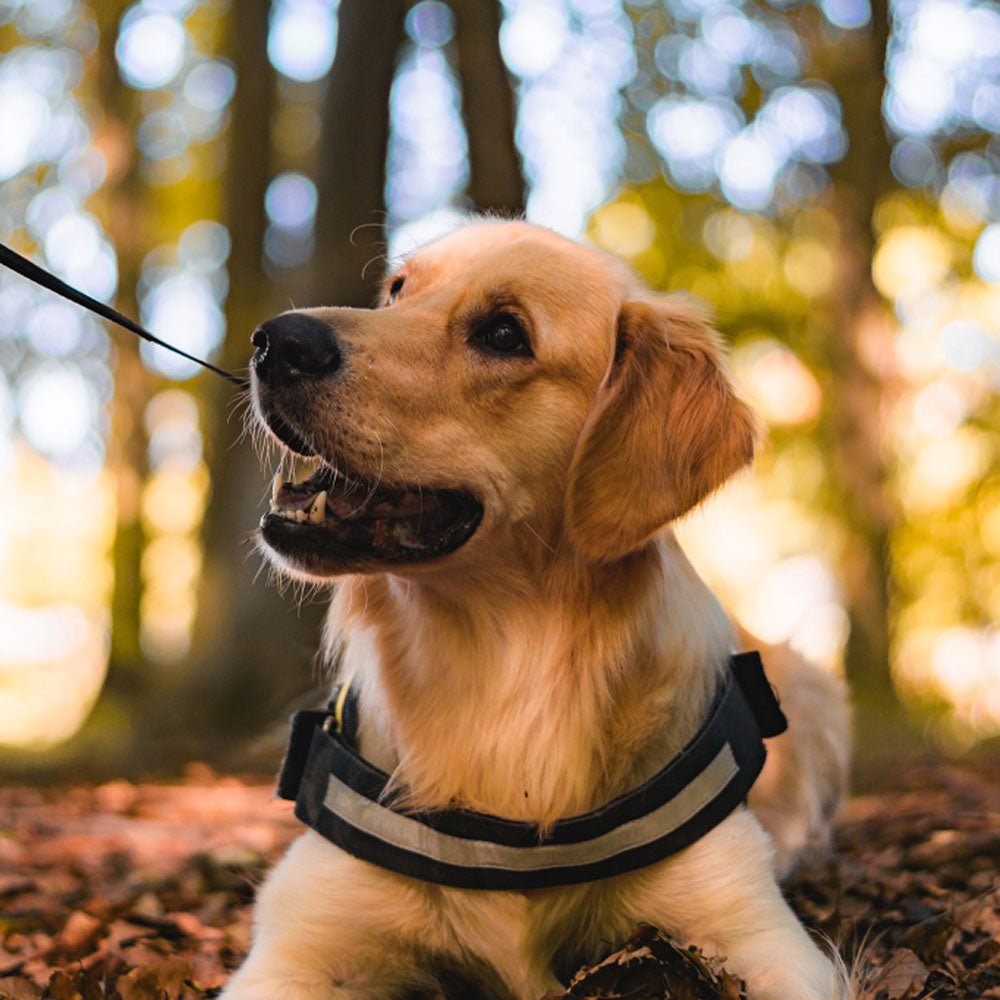 Dog harness with store name and number